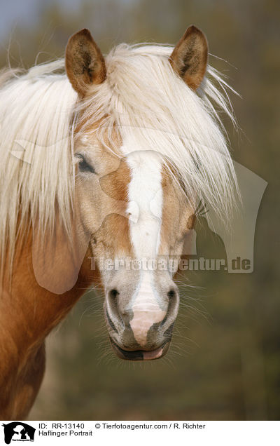 Haflinger Portrait / Haflinger Portrait / RR-13140
