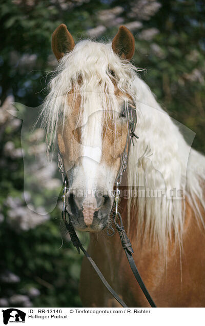 Haflinger Portrait / Haflinger Portrait / RR-13146
