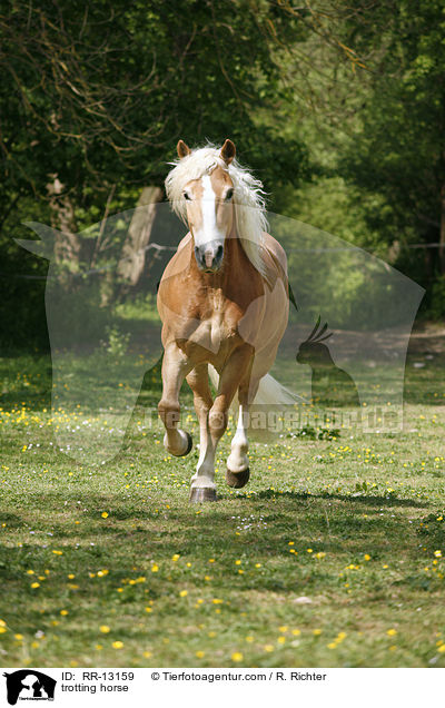 trabender Haflinger / trotting horse / RR-13159