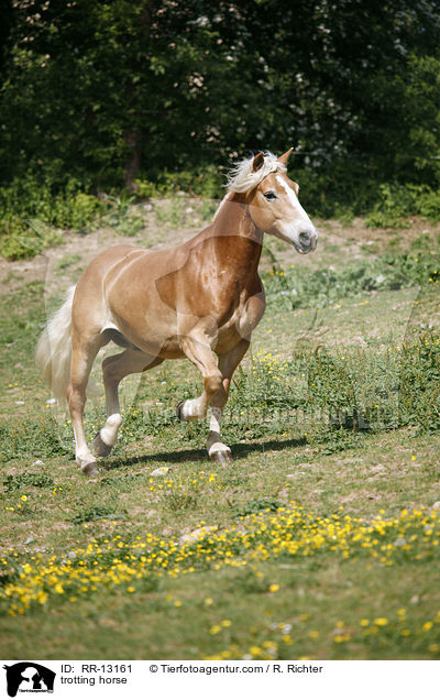 trabender Haflinger / trotting horse / RR-13161