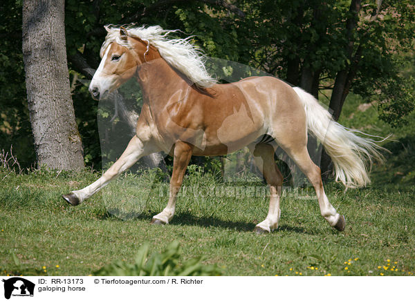 galoppierender Haflinger / galoping horse / RR-13173