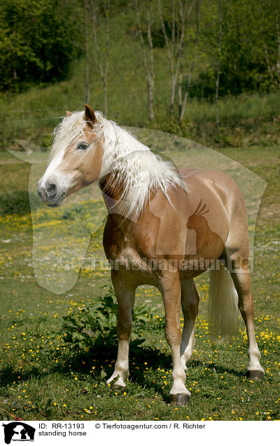 stehender Haflinger / standing horse / RR-13193