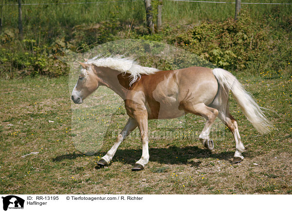 Haflinger / Haflinger / RR-13195