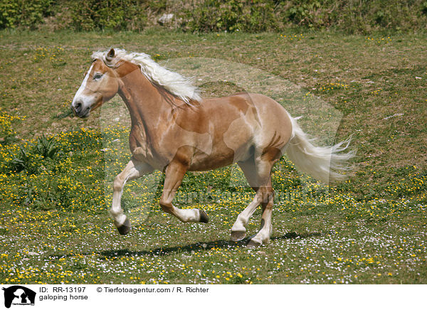 galoppierender Haflinger / galoping horse / RR-13197
