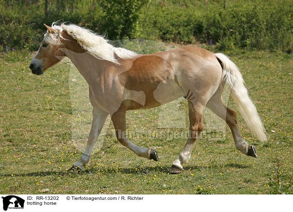 trabender Haflinger / trotting horse / RR-13202