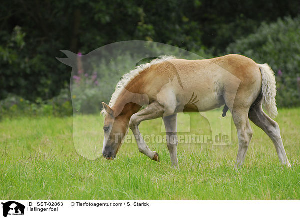 Haflinger Fohlen / Haflinger foal / SST-02863