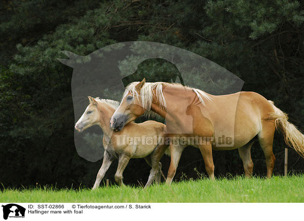 Haflinger mare with foal / SST-02866