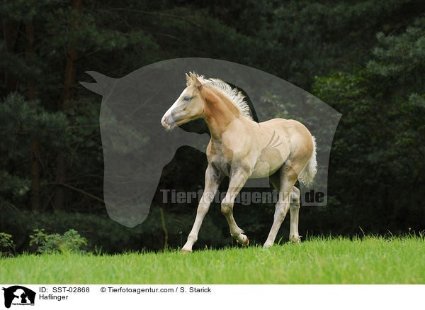 Haflinger / SST-02868