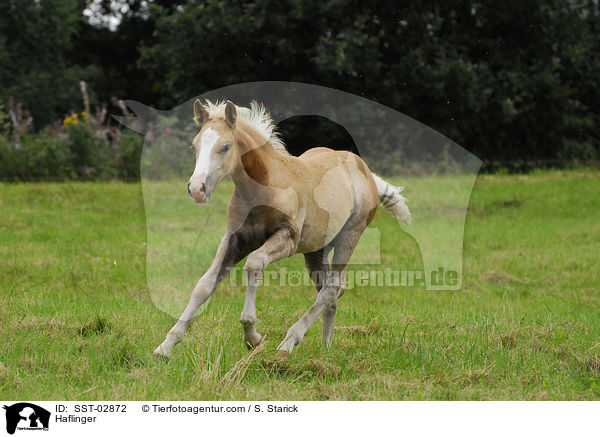 Haflinger / SST-02872