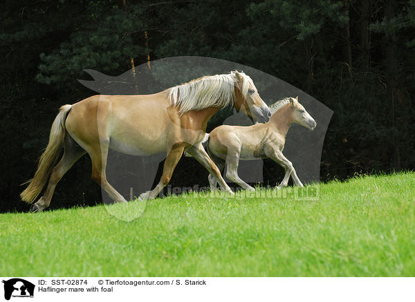 Haflinger Stute mit Fohlen / Haflinger mare with foal / SST-02874