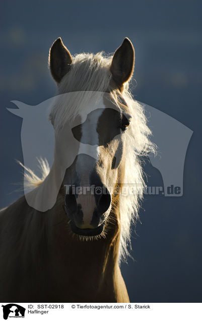 Haflinger / Haflinger / SST-02918