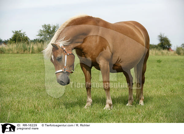 tragende Stute / pregnand mare / RR-16229