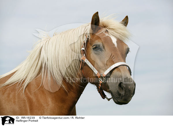Haflinger Portrait / Haflinger Portrait / RR-16239