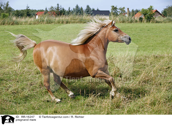 tragende Stute / pregnand mare / RR-16247