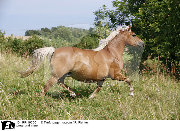 tragende Stute / pregnand mare / RR-16250