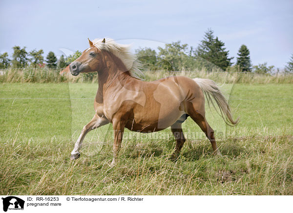 tragende Stute / pregnand mare / RR-16253