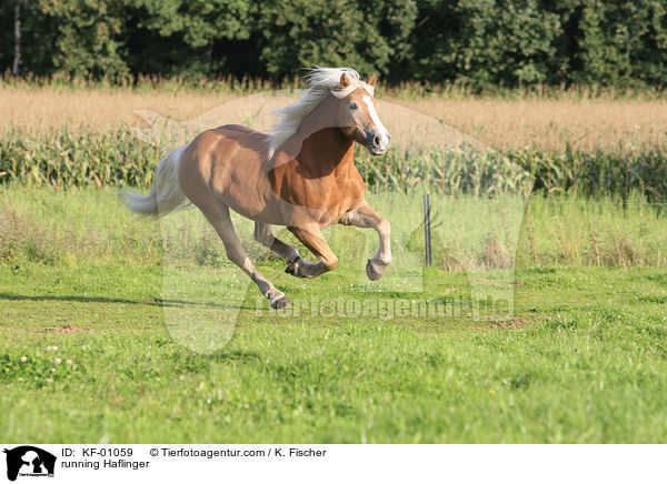 rennender Haflinger / running Haflinger / KF-01059