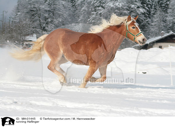 rennender Haflinger / running Haflinger / MH-01445