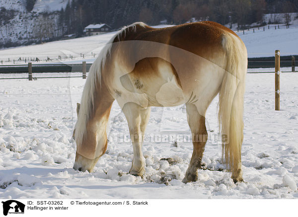 Haflinger im Schnee / Haflinger in winter / SST-03262