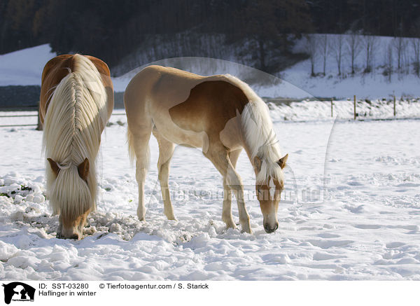 Haflinger im Schnee / Haflinger in winter / SST-03280