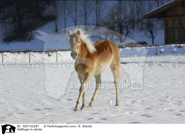 Haflinger im Schnee / Haflinger in winter / SST-03287