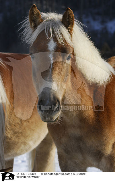 Haflinger im Schnee / Haflinger in winter / SST-03301
