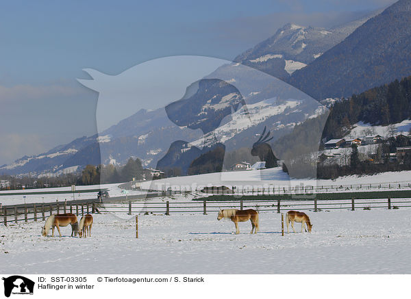 Haflinger im Schnee / Haflinger in winter / SST-03305