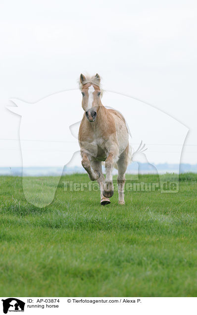 rennender Haflinger / running horse / AP-03874