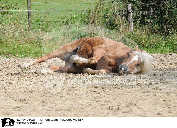 sich wlzender Haflinger / wallowing Haflinger / AP-04025