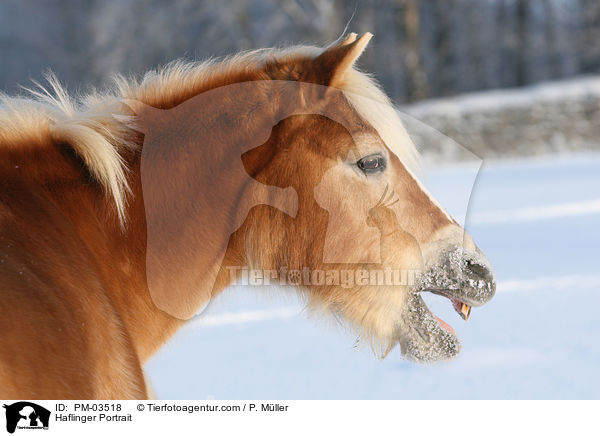 Haflinger Portrait / Haflinger Portrait / PM-03518