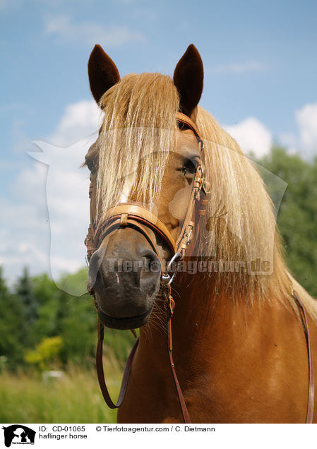 Haflinger / haflinger horse / CD-01065