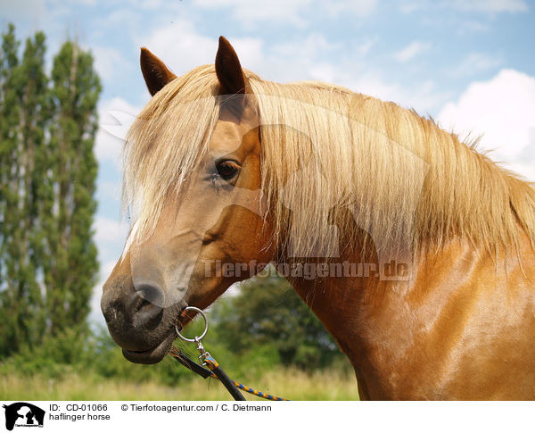 Haflinger / haflinger horse / CD-01066