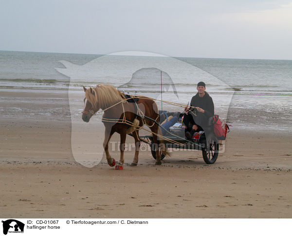 Haflinger / haflinger horse / CD-01067