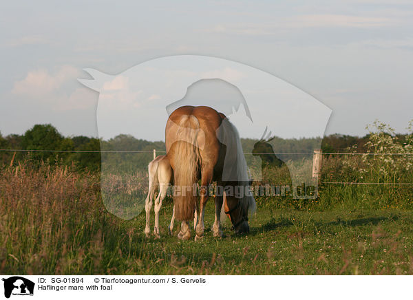Haflinger mare with foal / SG-01894