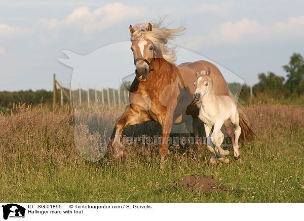 Haflinger mare with foal / SG-01895