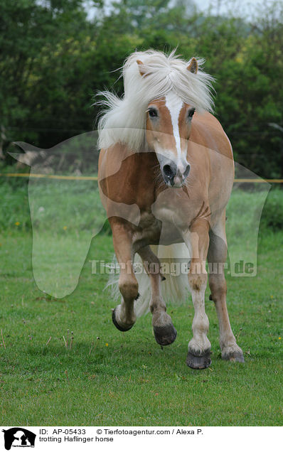 trabender Haflinger / trotting Haflinger horse / AP-05433