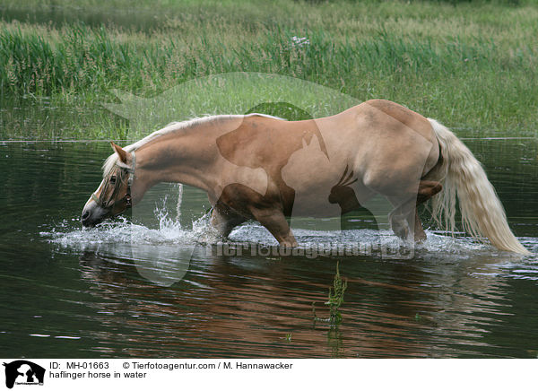 Haflinger im Wasser / haflinger horse in water / MH-01663
