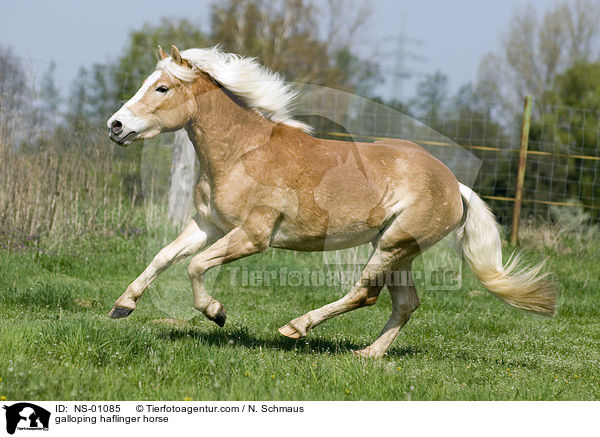 galoppierender Haflinger / galloping haflinger horse / NS-01085