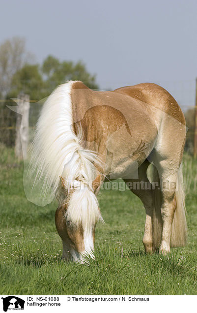 Haflinger / haflinger horse / NS-01088