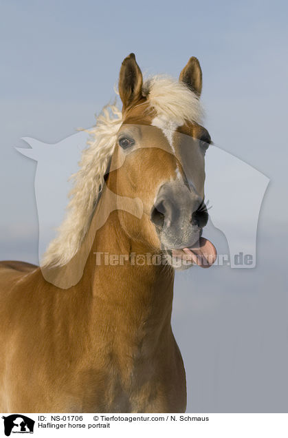 Haflinger Portrait / Haflinger horse portrait / NS-01706