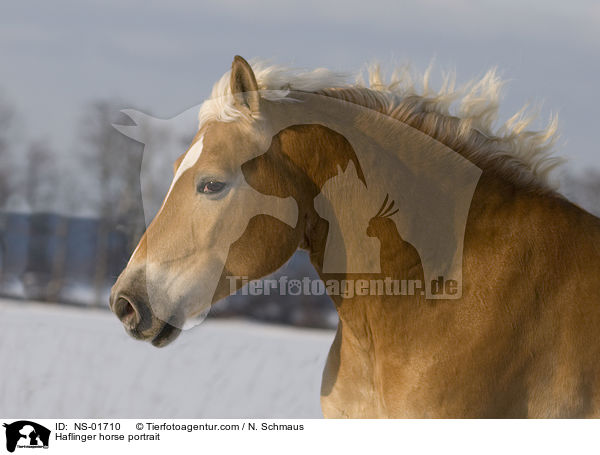 Haflinger Portrait / Haflinger horse portrait / NS-01710