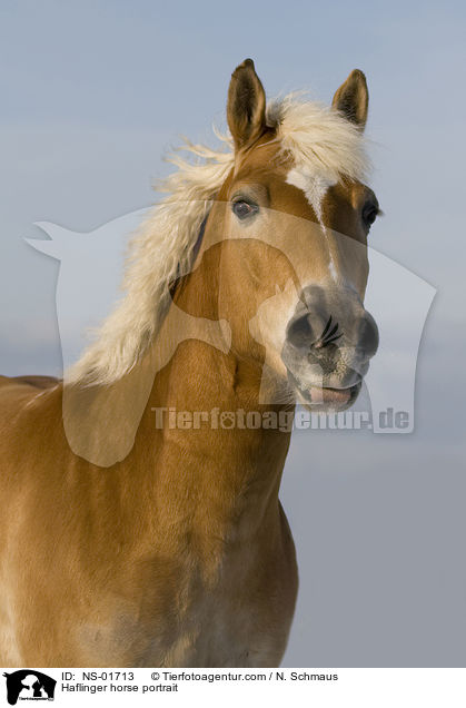 Haflinger Portrait / Haflinger horse portrait / NS-01713