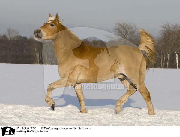 trabender Haflinger / trotting Haflinger horse / NS-01720