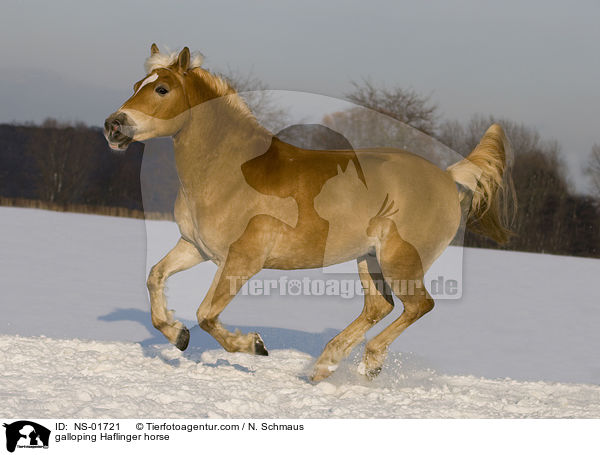 galoppierender Haflinger / galloping Haflinger horse / NS-01721