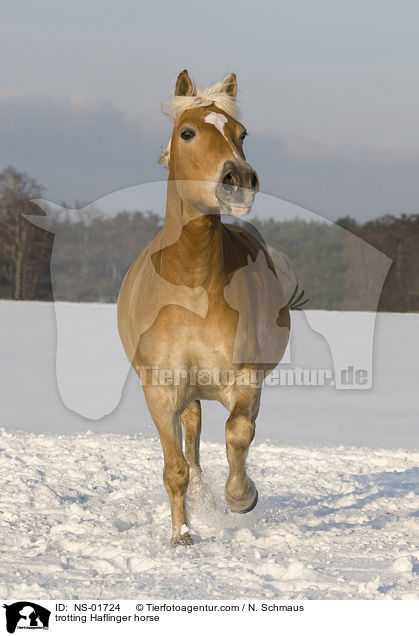 trabender Haflinger / trotting Haflinger horse / NS-01724