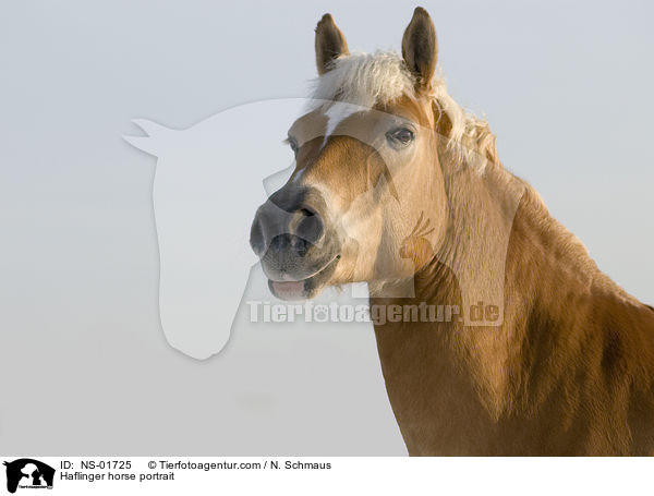 Haflinger Portrait / Haflinger horse portrait / NS-01725