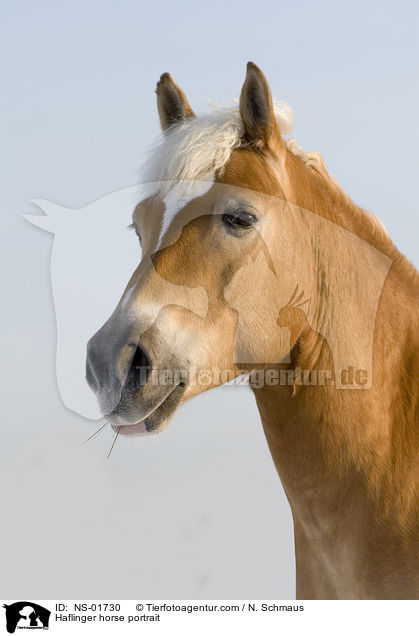 Haflinger Portrait / Haflinger horse portrait / NS-01730