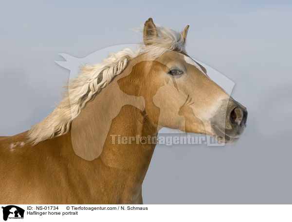 Haflinger Portrait / Haflinger horse portrait / NS-01734