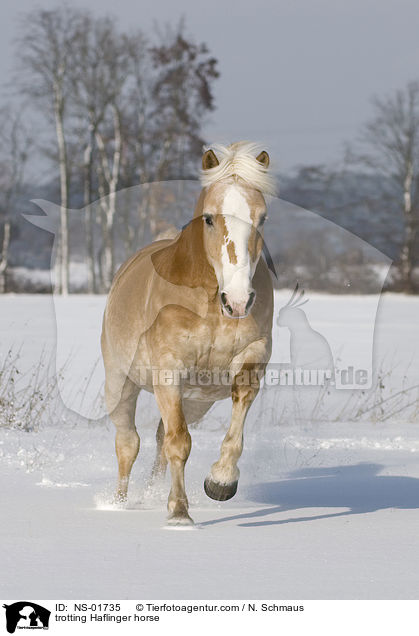 trabender Haflinger / trotting Haflinger horse / NS-01735