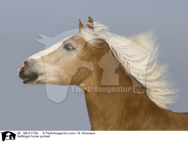 Haflinger Portrait / Haflinger horse portrait / NS-01738